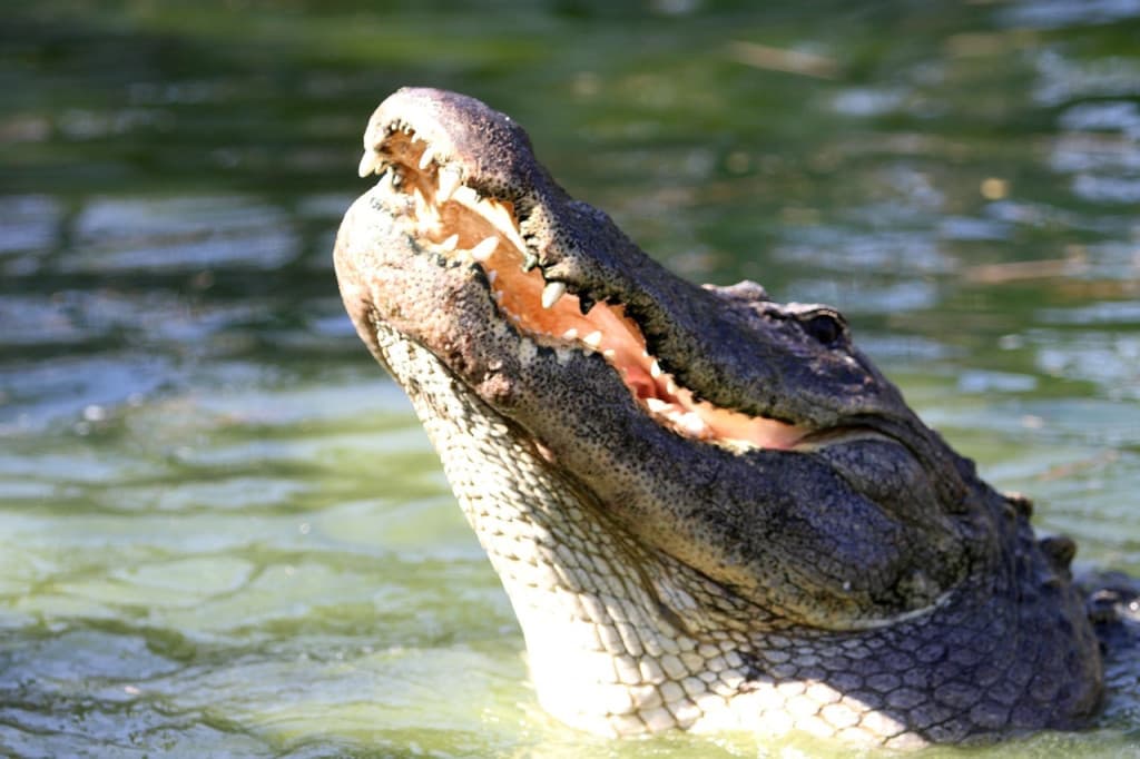 Gatorland Orlando (Gatorland Orlando - Admission)