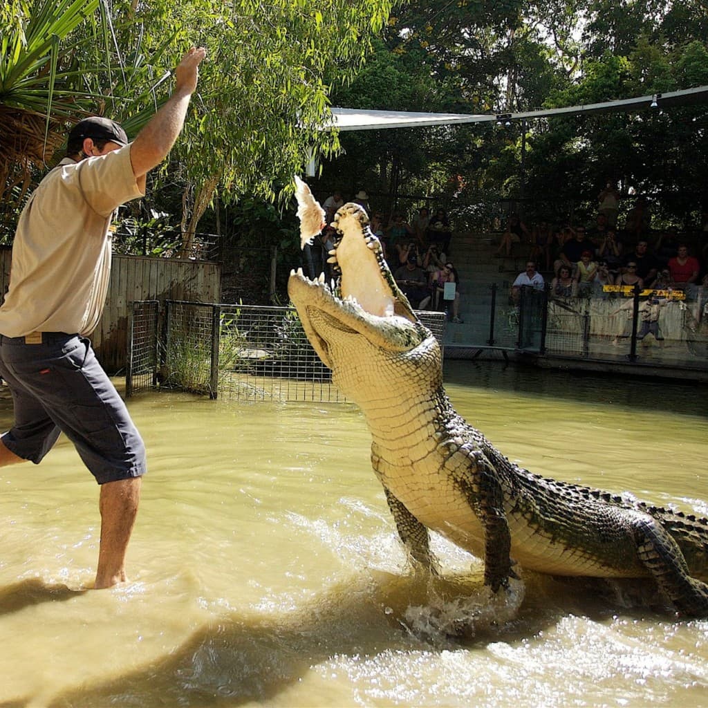 Hartley's Crocodile Adventures: Roundtrip from Cairns