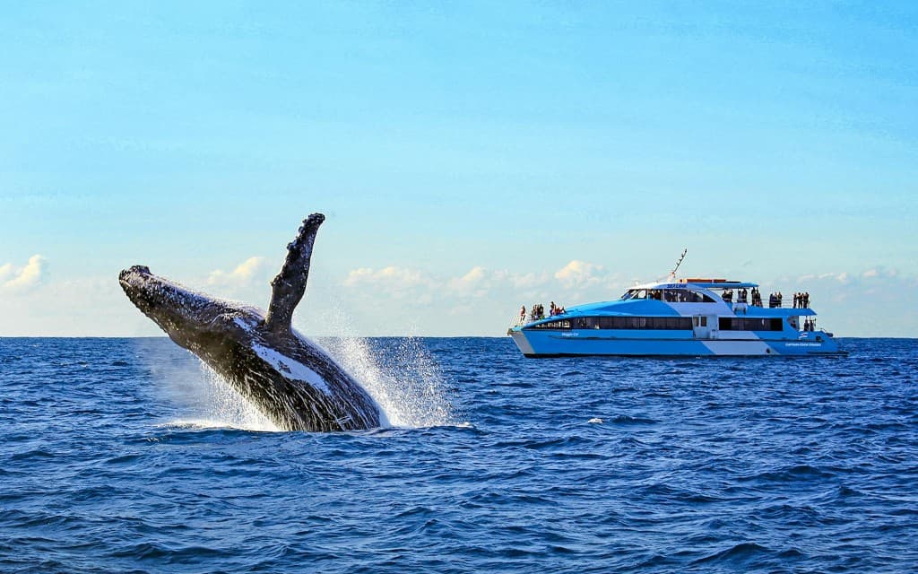 Sydney Harbour Whale Watching Cruise by Captain Cook (Whale Watching Cruise)
