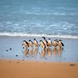 Healesville Sanctuary & Phillip Island Wildlife Park: Bus Tour