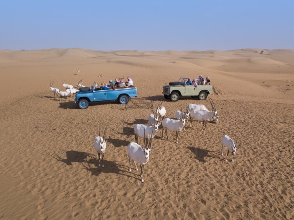 Heritage Dubai Desert Safari (Dubai Heritage Desert Safari + Vintage Land Rover Ride and Dinner)