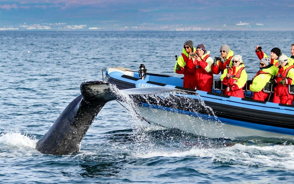 Husavik: Whale Watching and Puffin Tour on RIB speedboat (Standard rate)