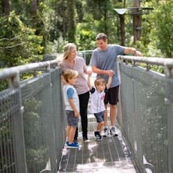 Illawarra Fly Treetop Adventures: Treetop Walk