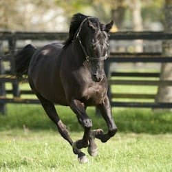 Irish National Stud & Gardens: Entry Ticket