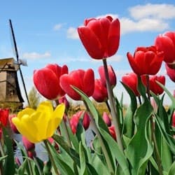 Keukenhof: Entry + Bus from A'dam Tower