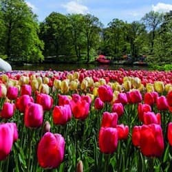 Keukenhof: Entry Ticket + Windmill Cruise + Transport