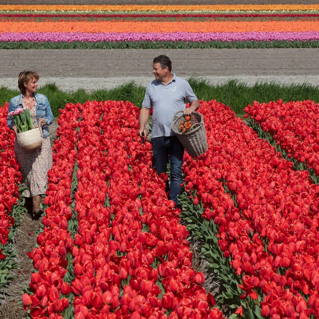 Keukenhof: Guided Tour + Tulip Farm Visit + Windmill Cruise