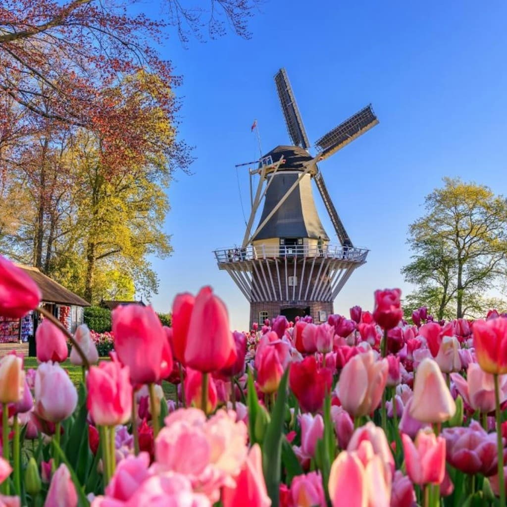Keukenhof & Zaanse Schans: Full-Day Guided Tour with Entry