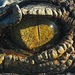 Koorana Crocodile Farm: Guided Tour