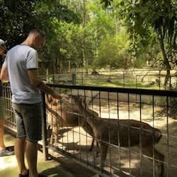 Kuala Gandah Elephant Sanctuary: Lunch + Transfers