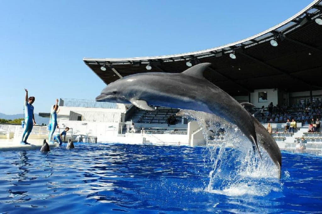 Kyoto Aquarium Ticket (Kyoto Aquarium - Student Admission)