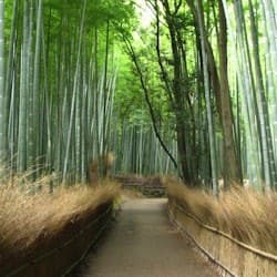 Kyoto: Guided Sightseeing Bus Tour in Japanese