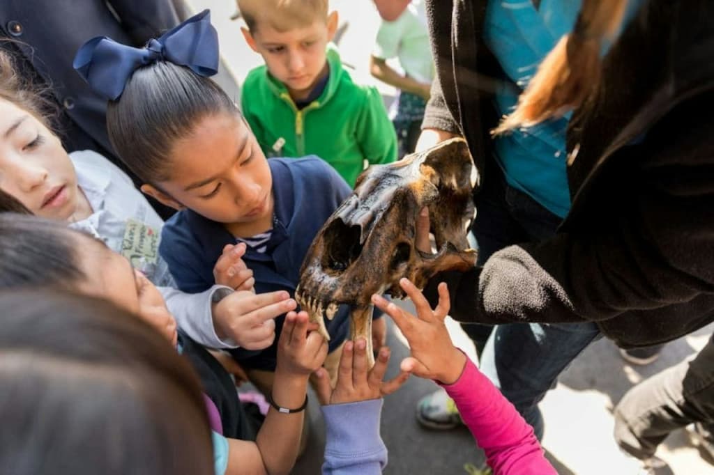 La Brea Tar Pits Museum (La Brea Tar Pits Museum - General Admission)