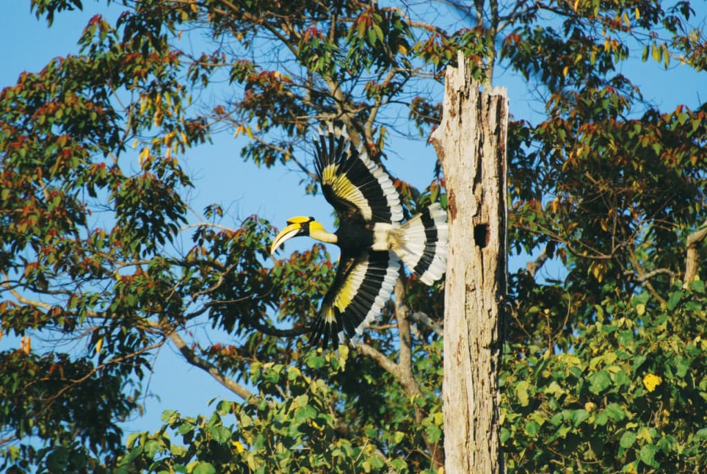 Langkawi Birdwatching Experience with Round Trip Transfer (Langkawi Birdwatching Experience with Round Trip Transfer - Afternoon)