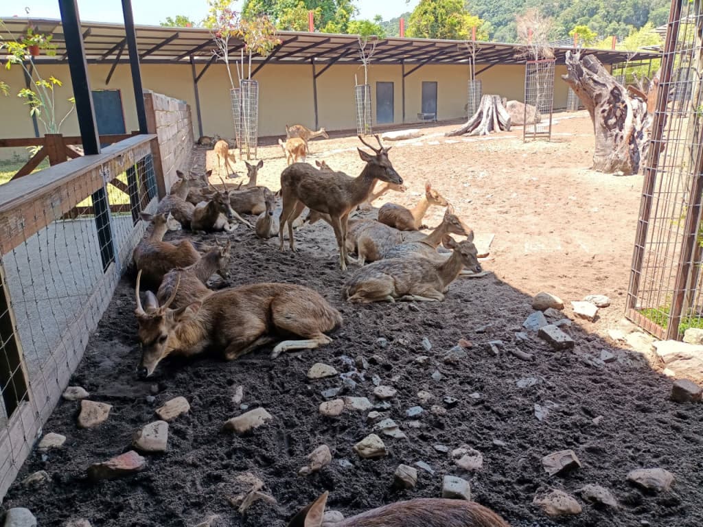 Langkawi Wildlife Park (Langkawi Wildlife Park - Admission (Non-Malaysian Citizen))