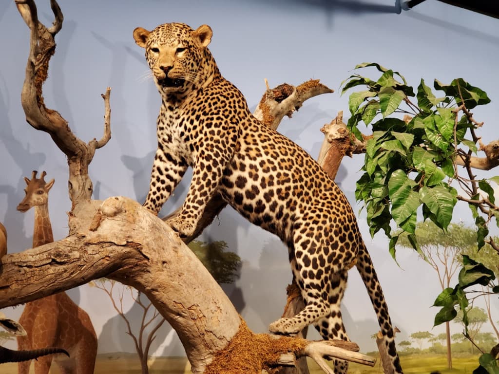 Las Vegas Natural History Museum (Las Vegas Natural History Museum - Admission)