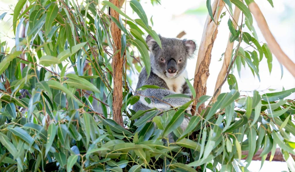 Lone Pine Koala Sanctuary Entry Ticket with Cruise (Lone Pine Koala Sanctuary Admission+ Brisbane River One-way Cruise)