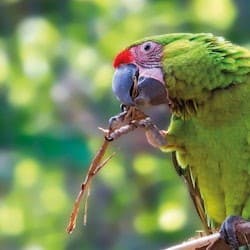 Loro Parque & Siam Park: Entry Ticket + Transfers