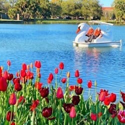 Los Angeles Echo Park: Swan Boats Rental