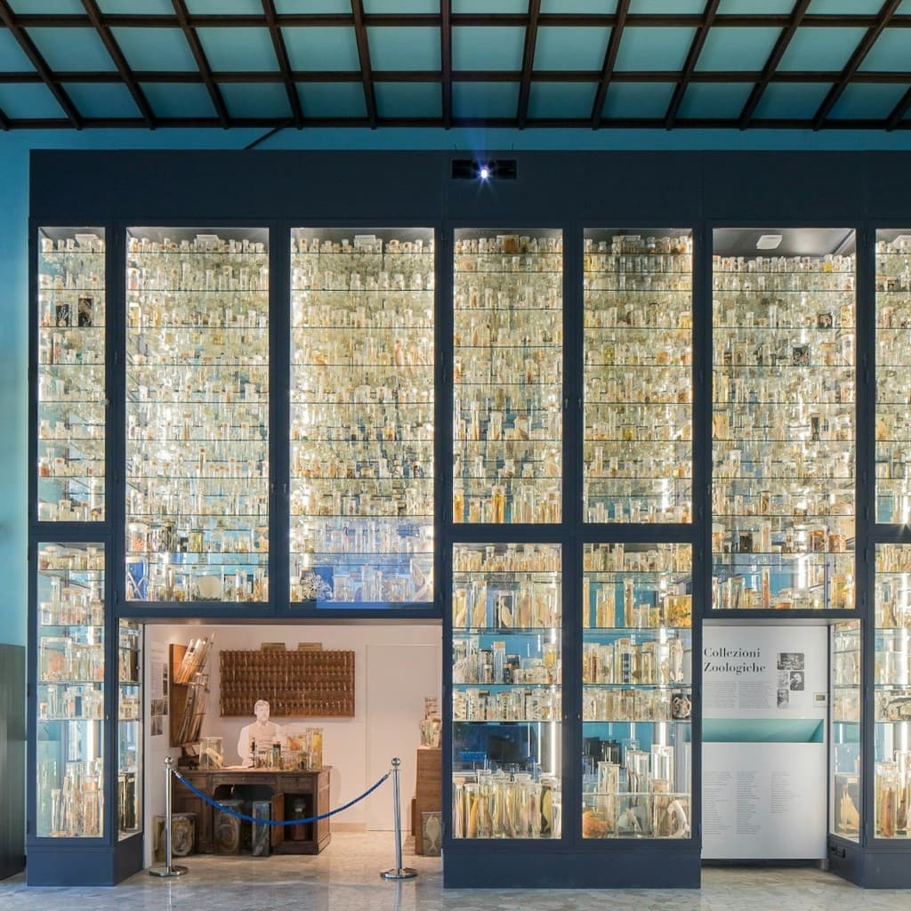 Museum Darwin-Dohrn