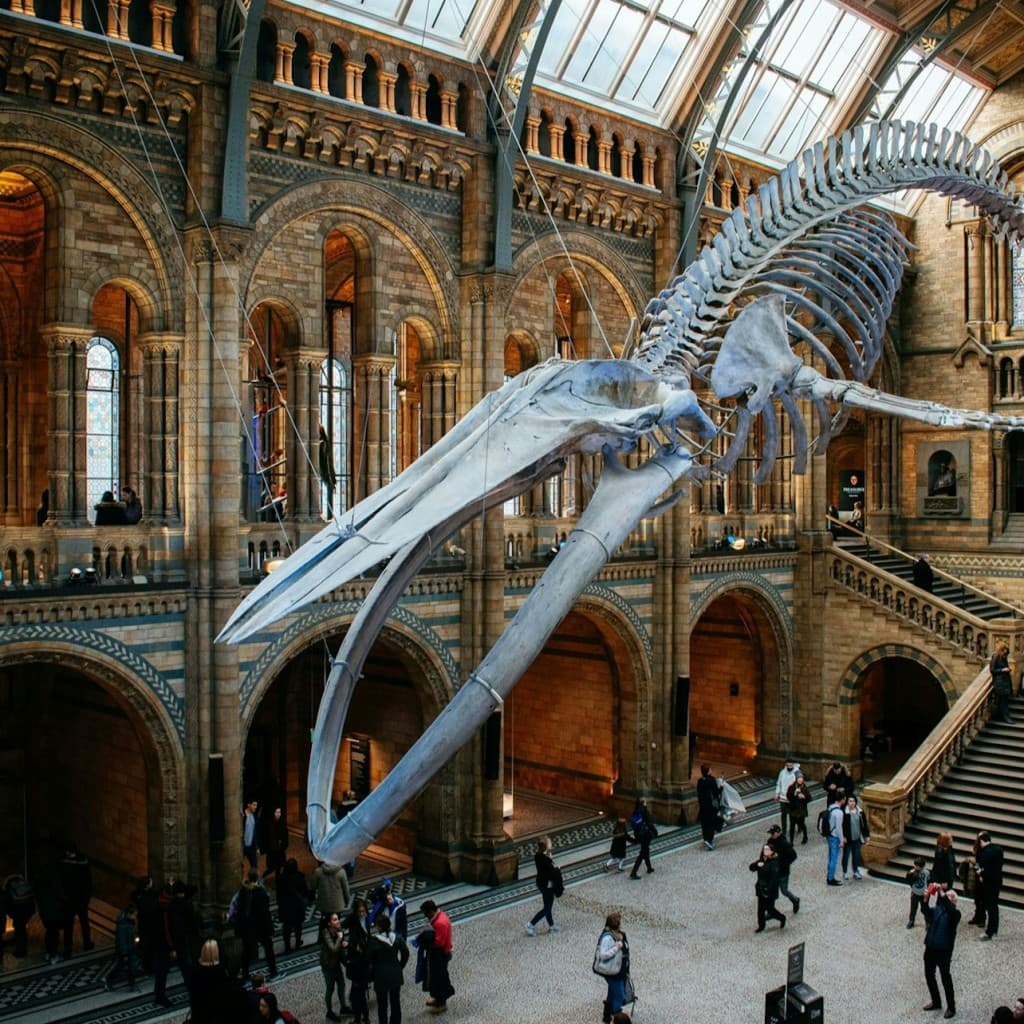 Natural History Museum London: Reserved Entry + Guided Tour + Audio Guide