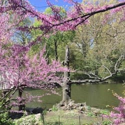 New York: Central Park Walking Tour