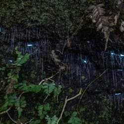 Nocturnal Evening Rainforest & Glow Worm Tour from Gold Coast