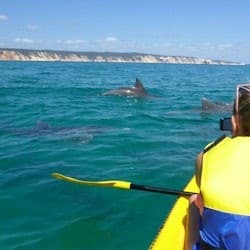 Noosa: Day Tour with Dolphin View, Sea Kayak & Beach 4x4 Adventure