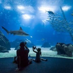 Oceanário de Lisboa & Jerónimos Monastery: Entry Ticket