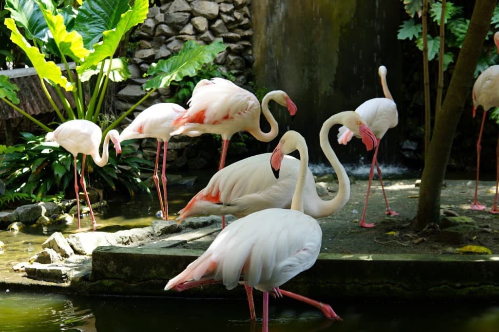 Penang Bird Park (Penang Bird Park - Admission (Malaysian Citizens))