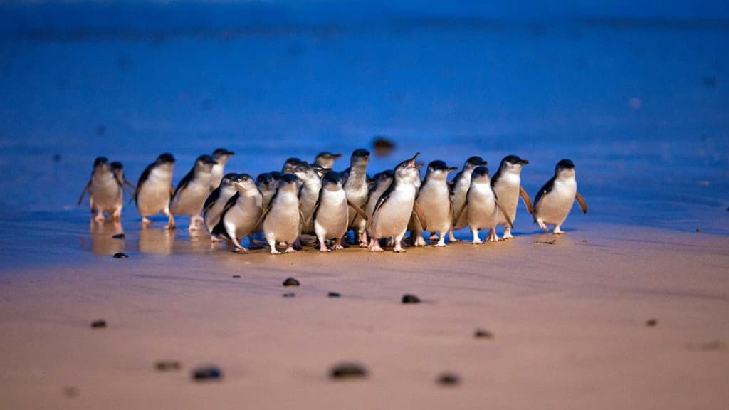 Phillip Island Nature Parks - Penguin Parade Ticket (Three-Park Pass (Penguin Parade General Viewing))
