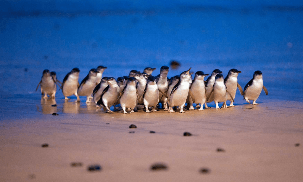 Phillip Island with Penguin Parade Eco Tour (Phillip Island with Penguin Parade Eco Tour with General Viewing (April to September))