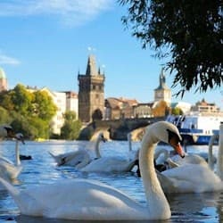 Prague: 50-Min River Cruise + Interactive Online Guide