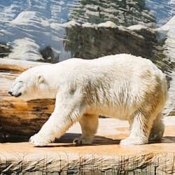 Prague Zoo: Entry Ticket + Audio Guide