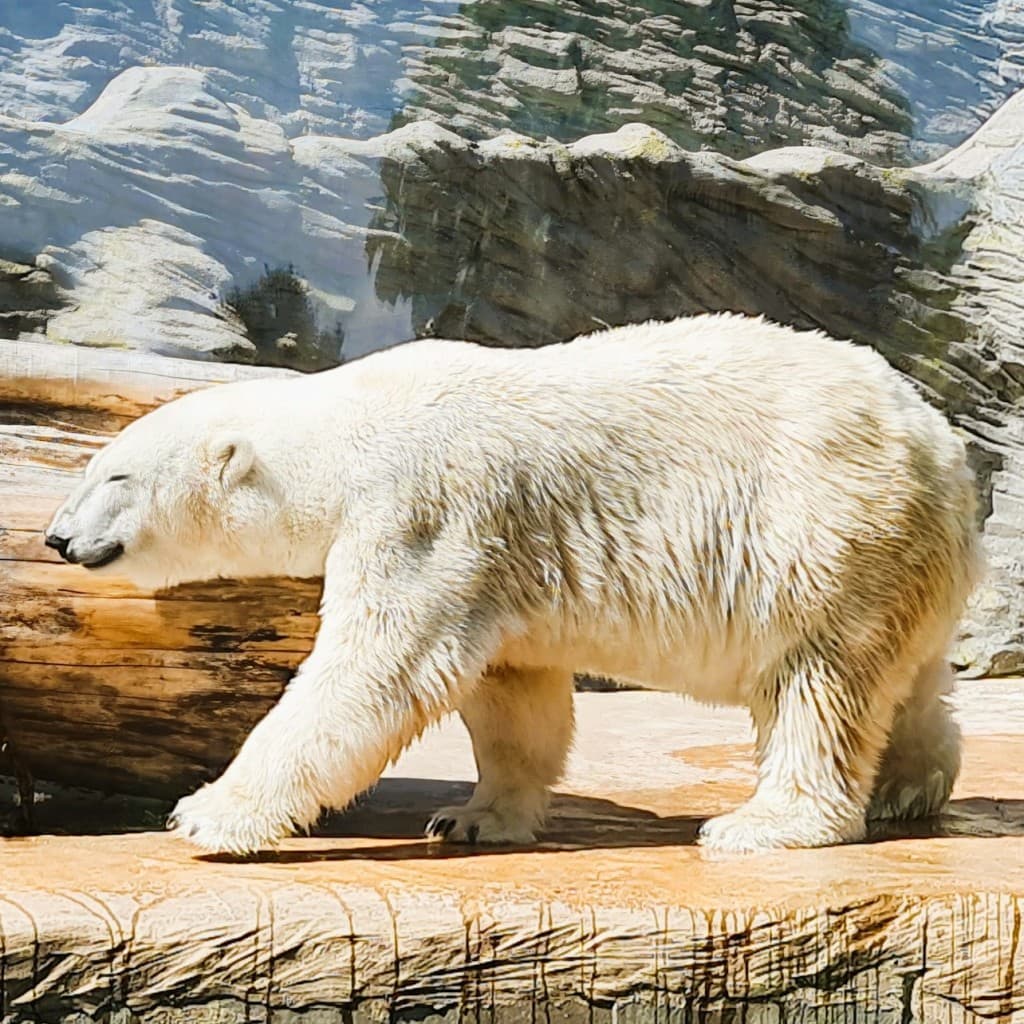 Prague Zoo: Entry Ticket + Audio Guide