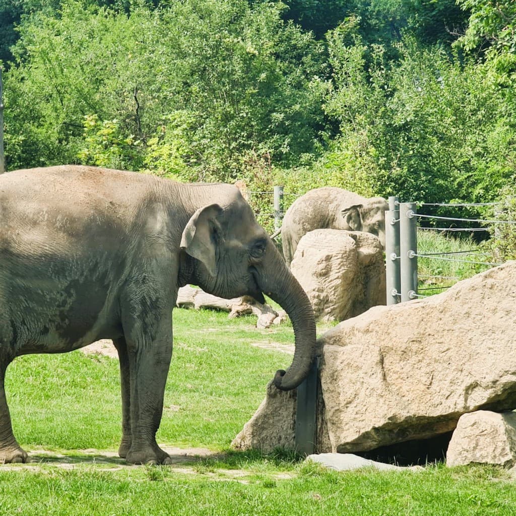 Prague Zoo: Roundtrip Transport + Audio Guide