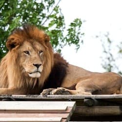 Safari Ravenna Entry Ticket