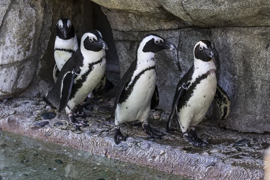 San Diego Zoo (San Diego Zoo - Admission)