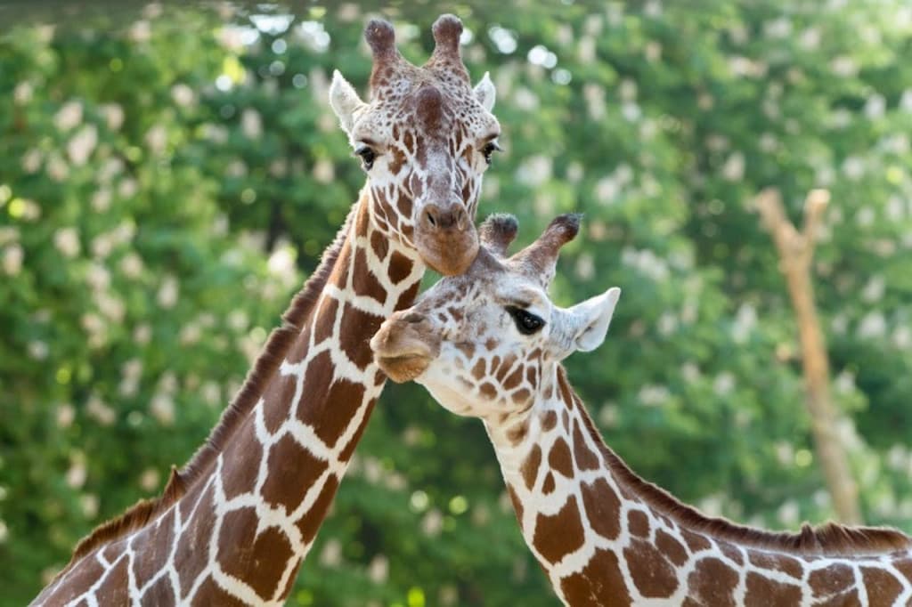 Schonbrunn Zoo (Schonbrunn Zoo - Skip-the-Line Admission)