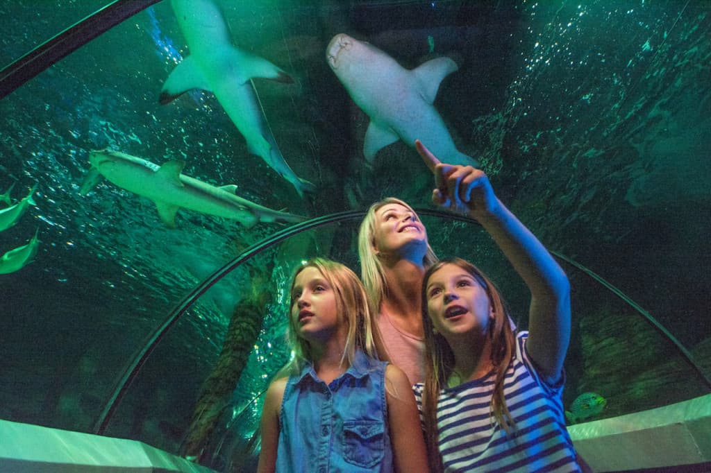 SEA LIFE Sunshine Coast Aquarium Direct Entry Ticket (SEA LIFE Sunshine Coast Aquarium - Admission)