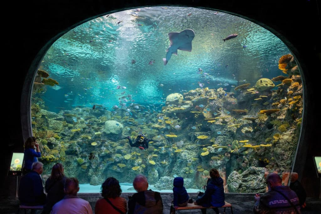 Seattle Aquarium Ticket (Admission)