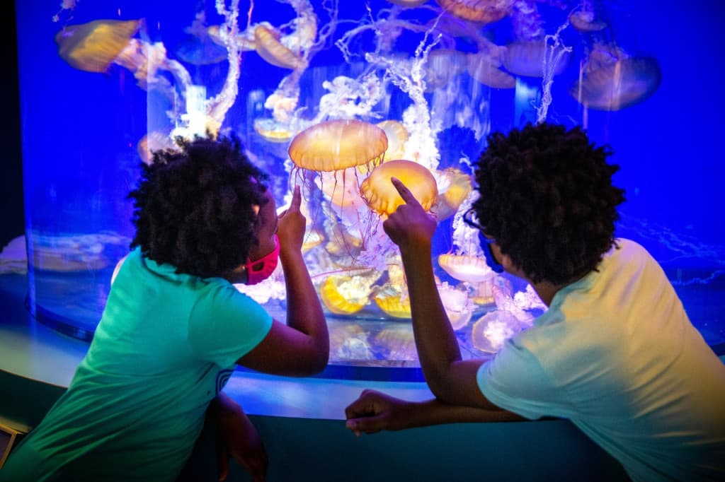 Skip The Line Ticket - Aquarium of the Pacific (Aquarium of the Pacific Skip-The-Line Admission)