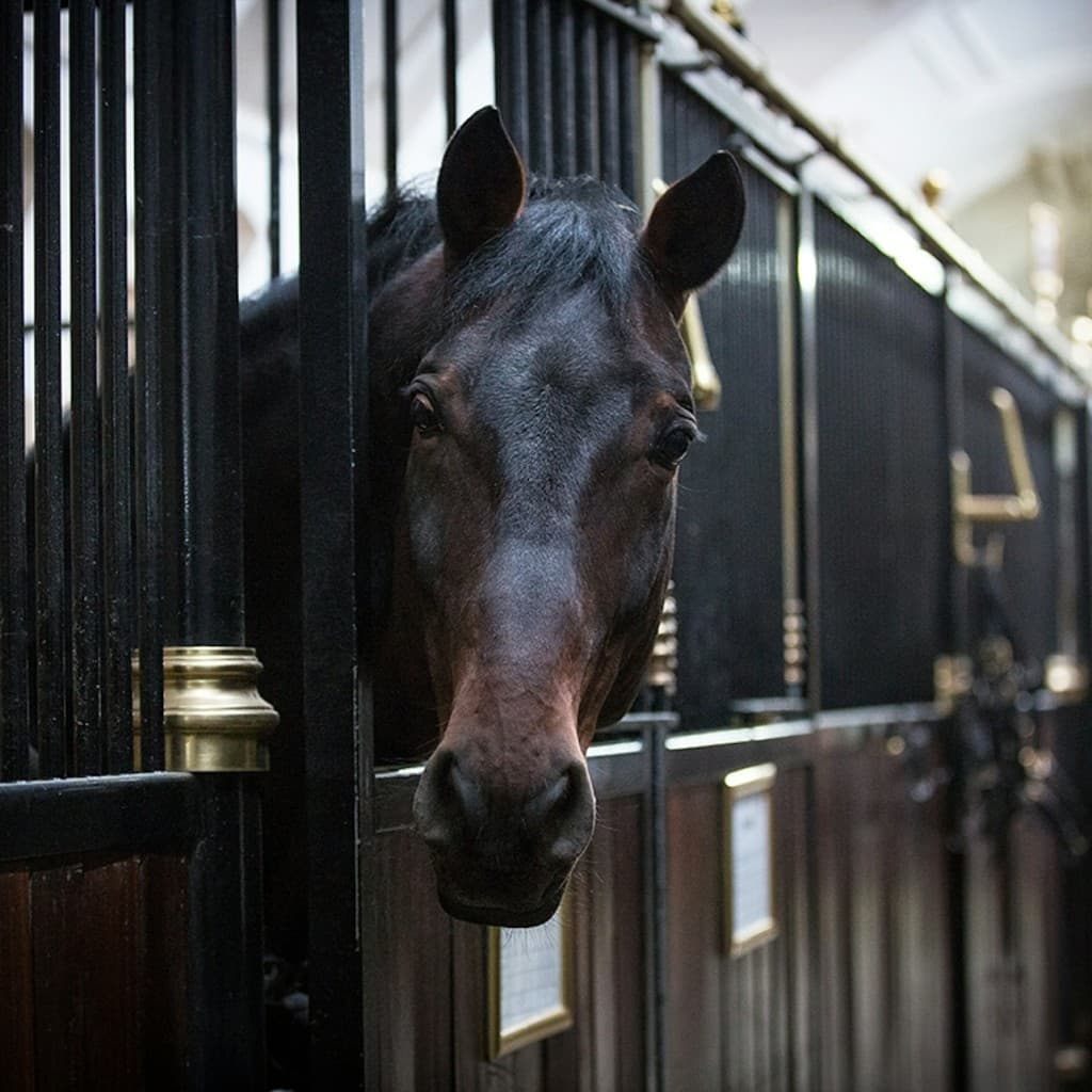 Spanish Riding School: Guided Tour - English