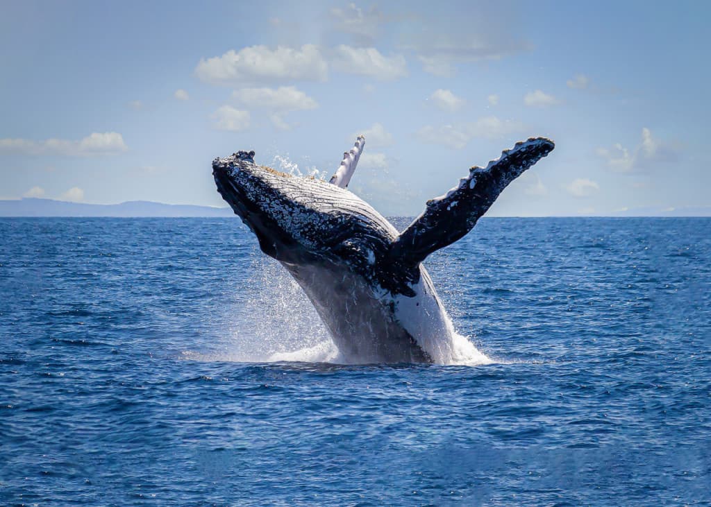Sydney Harbour Whale Watching Cruise aboard Captain Cook Cruises (Sydney Harbour Whale Watching Cruise (9:30 AM) + Harbour Explorer Hop-on Hop-off Pass (Two Days))