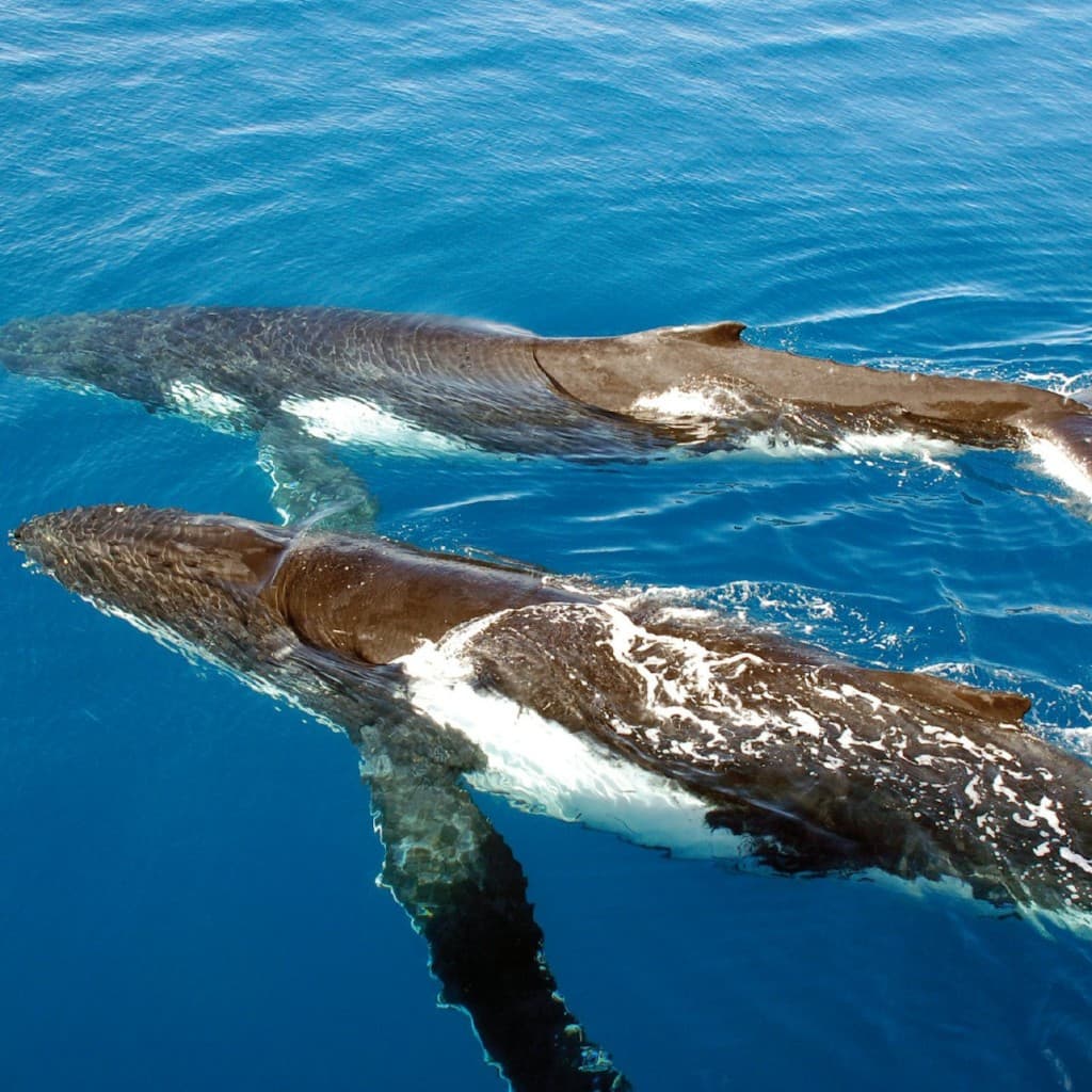 Sydney Harbour: Whale Watching Cruise + Breakfast/Lunch