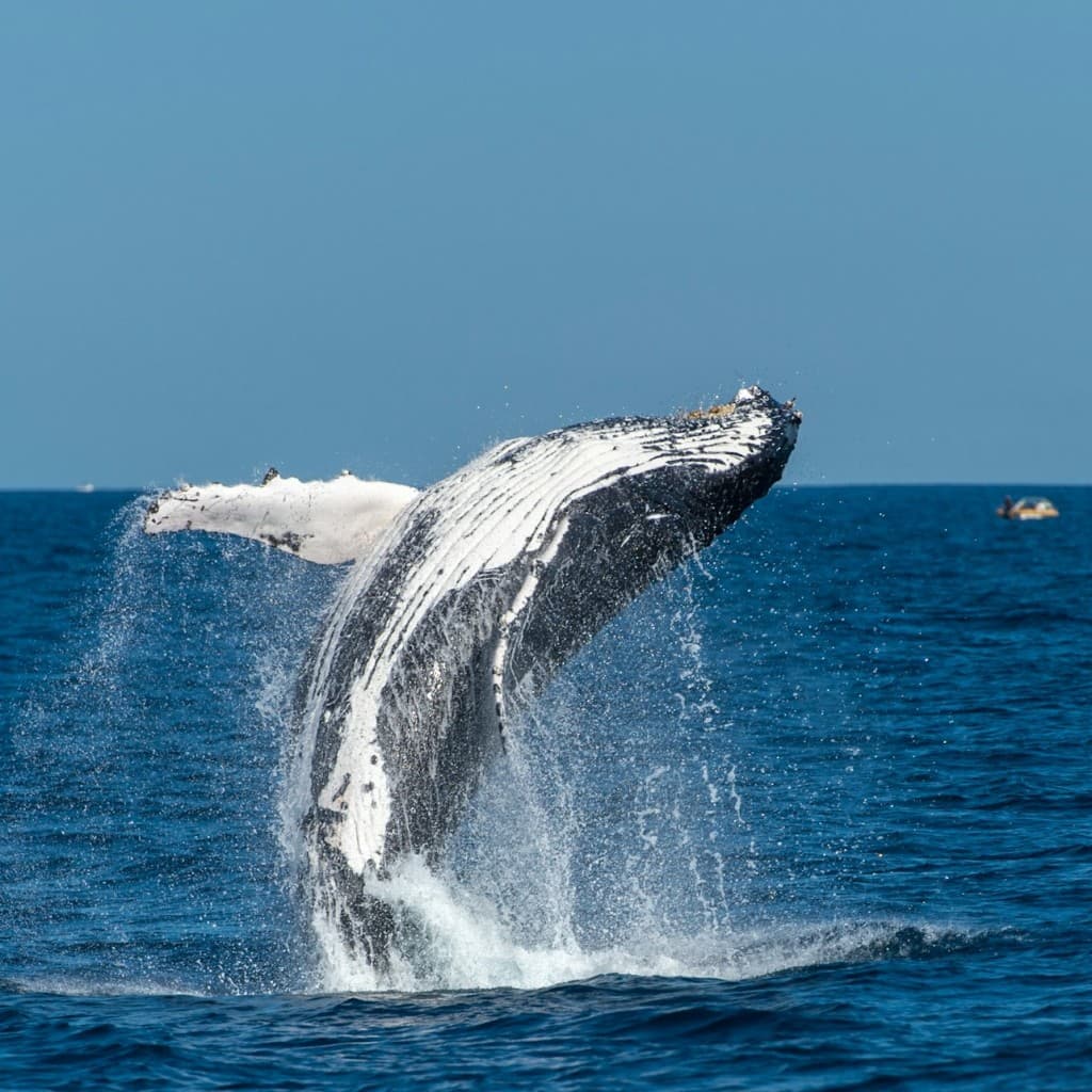 Sydney: Whale Watching Adventure Cruise