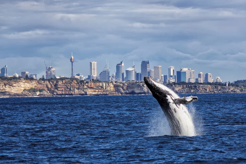 Sydney Whale Watching Cruise (Sydney Whale Watching BBQ Lunch Cruise (12:15 PM Departure))