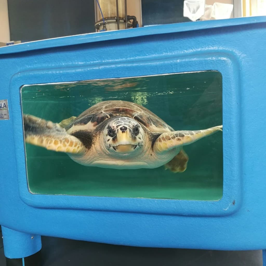 Turtle Point: Entry Ticket