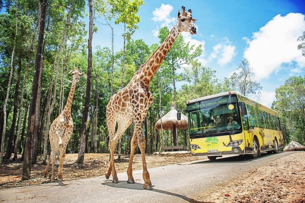 Vinpearl Safari Phu Quoc Ticket (Night Safari Tour + BBQ Dinner Voucher)
