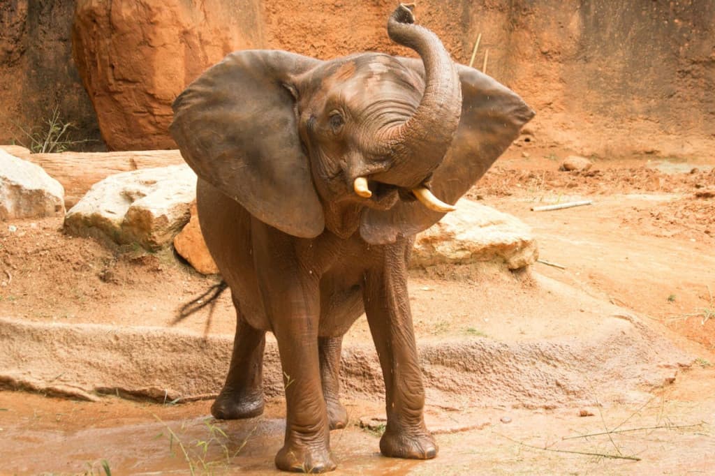 Zoo Atlanta Entry Ticket (Admission (Monday-Thursday))